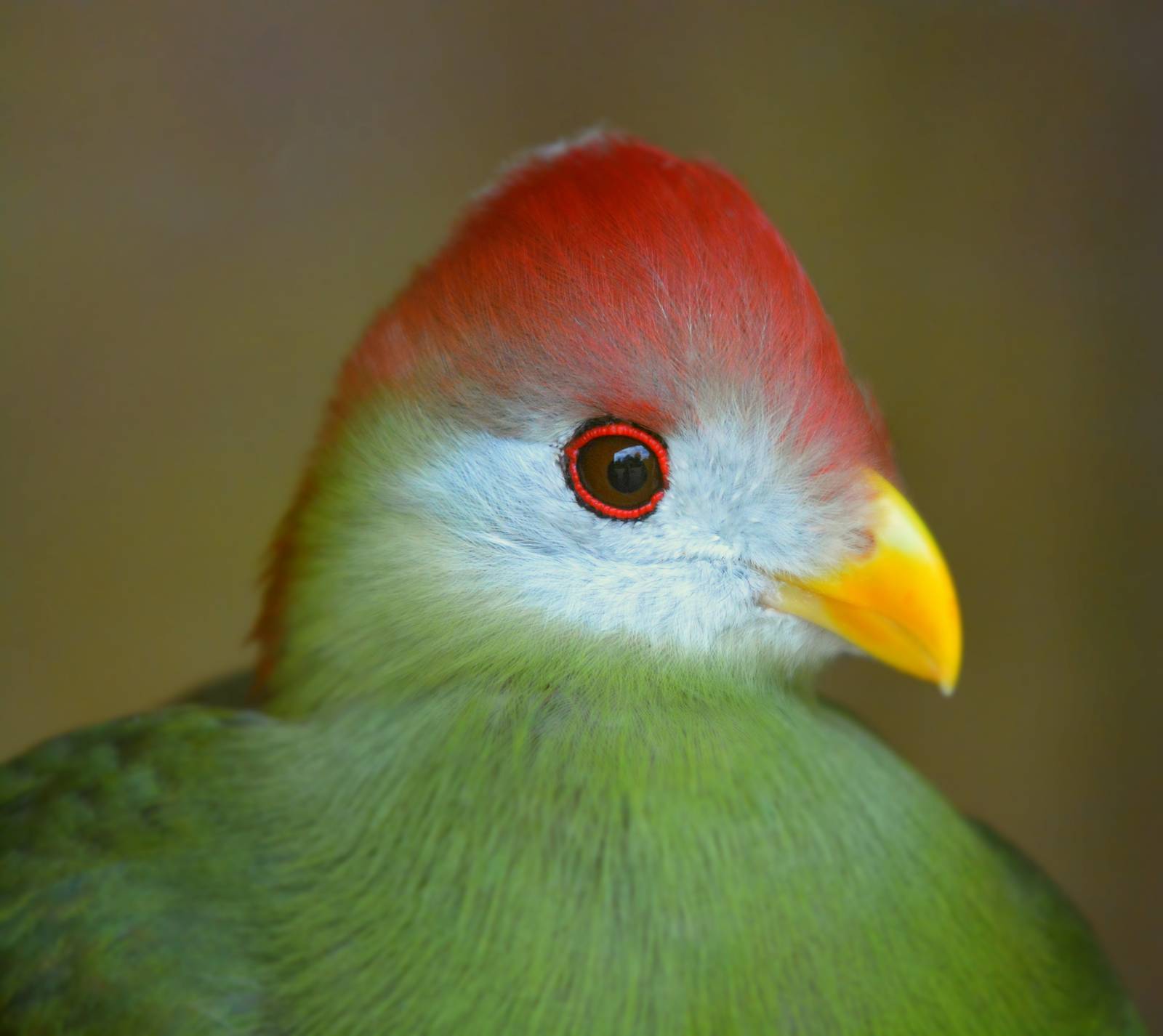 RED CRESTED TURACO