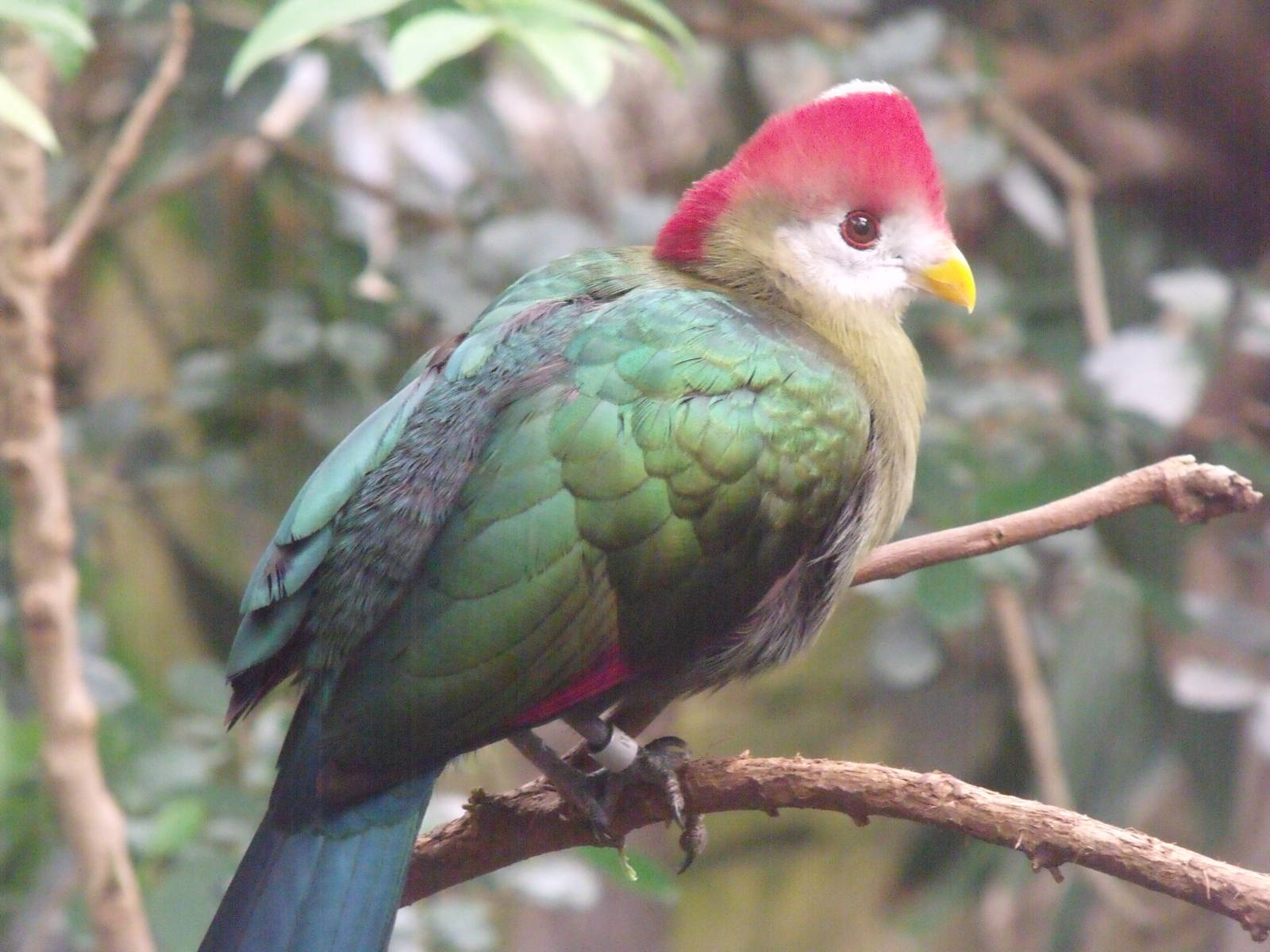 Red crested Turaco