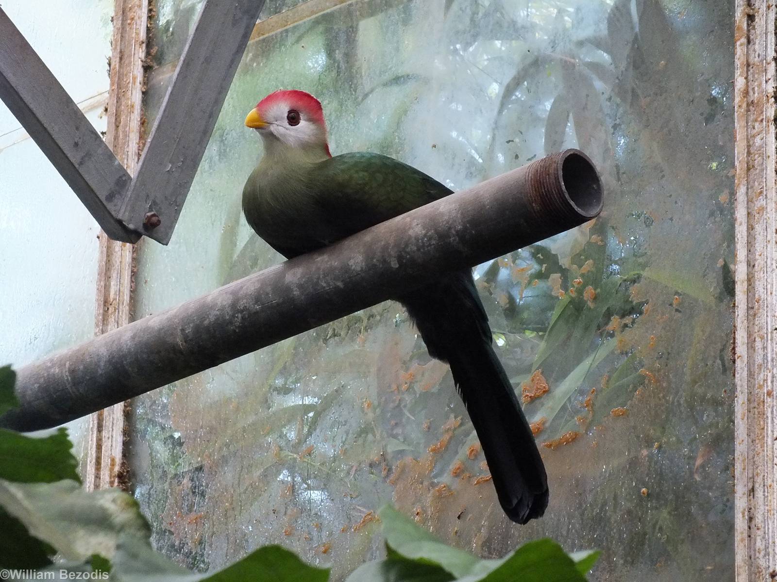 Red-crested Turaco
