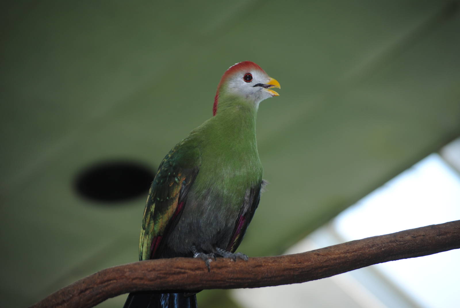 Red-Crested Turaco
