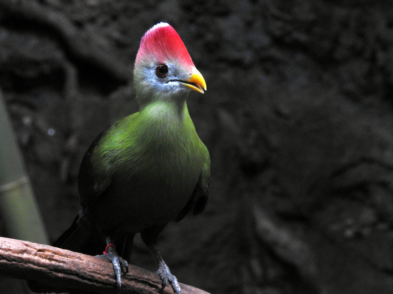 Red Crested Turaco