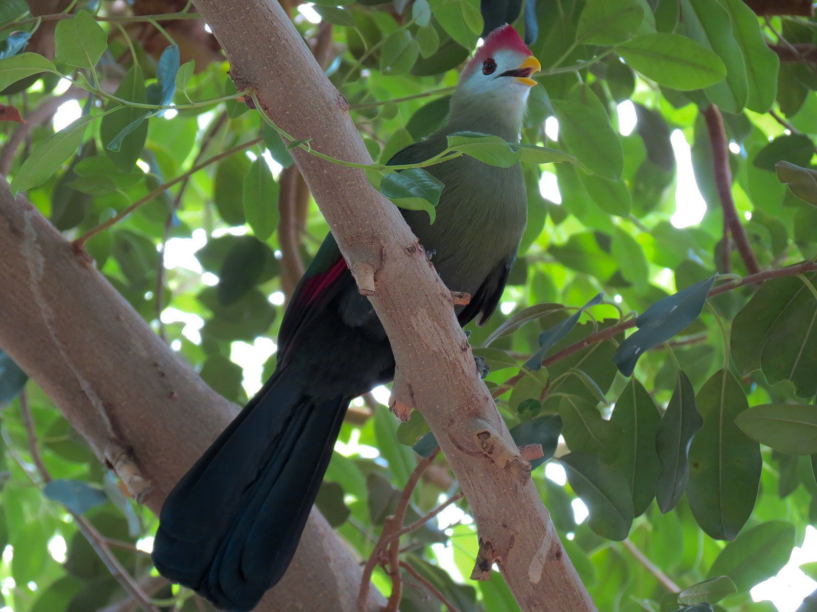 Red-crested Turaco