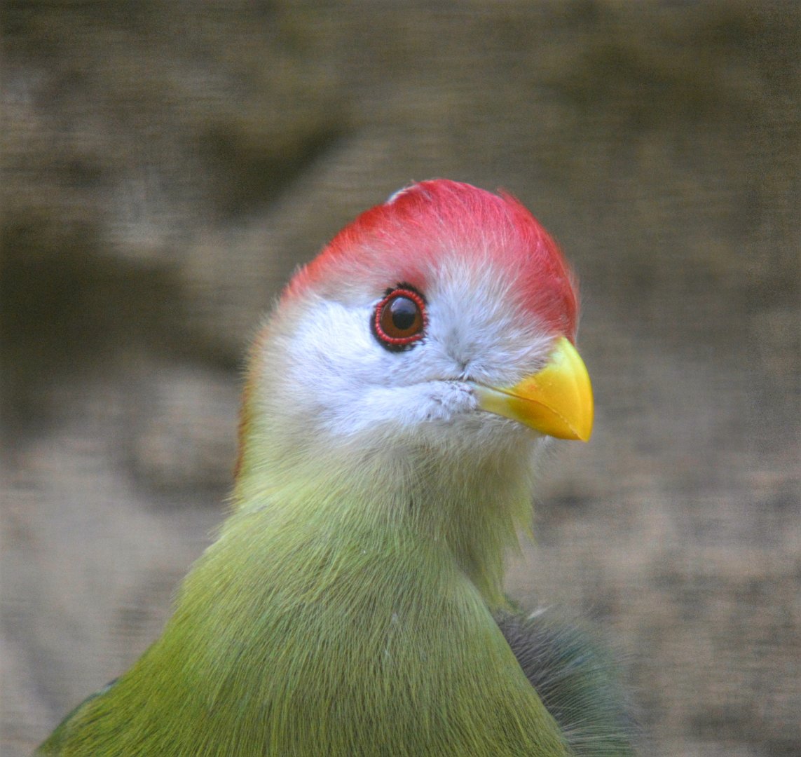 Red Crested Turaco