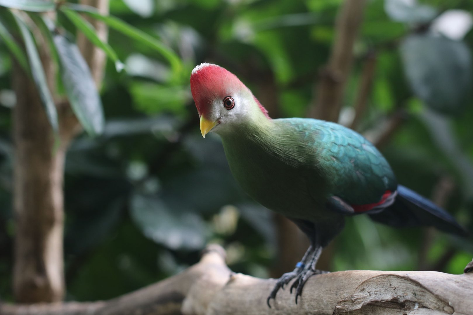 Red crested turaco