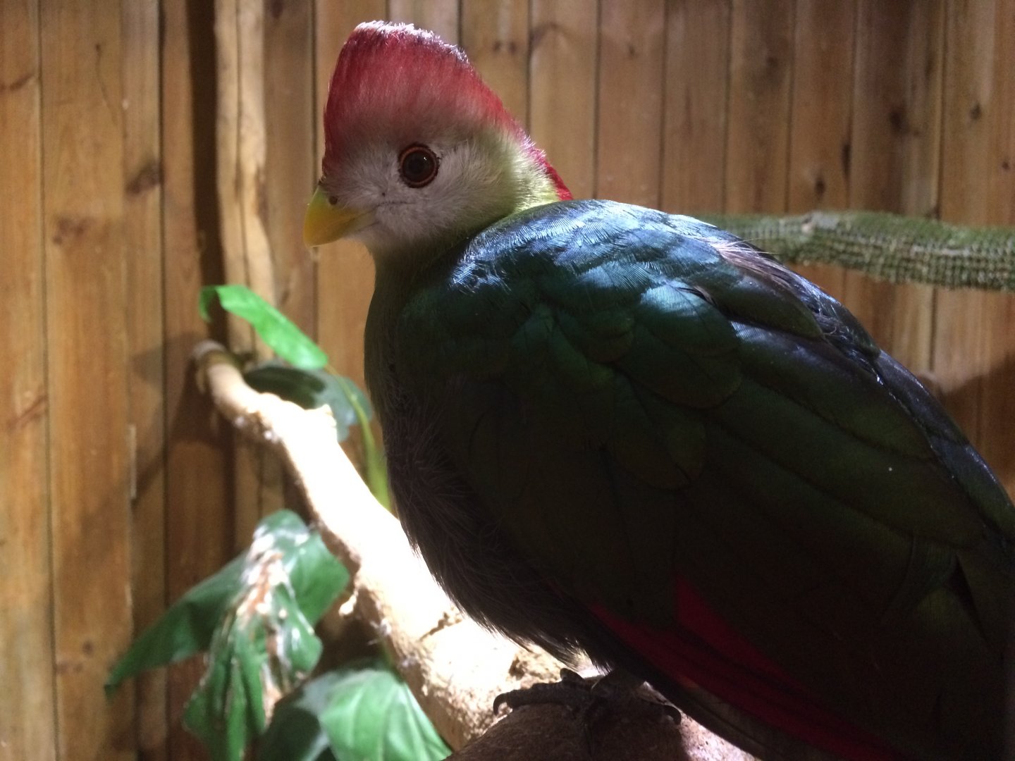 Red Crested Turaco