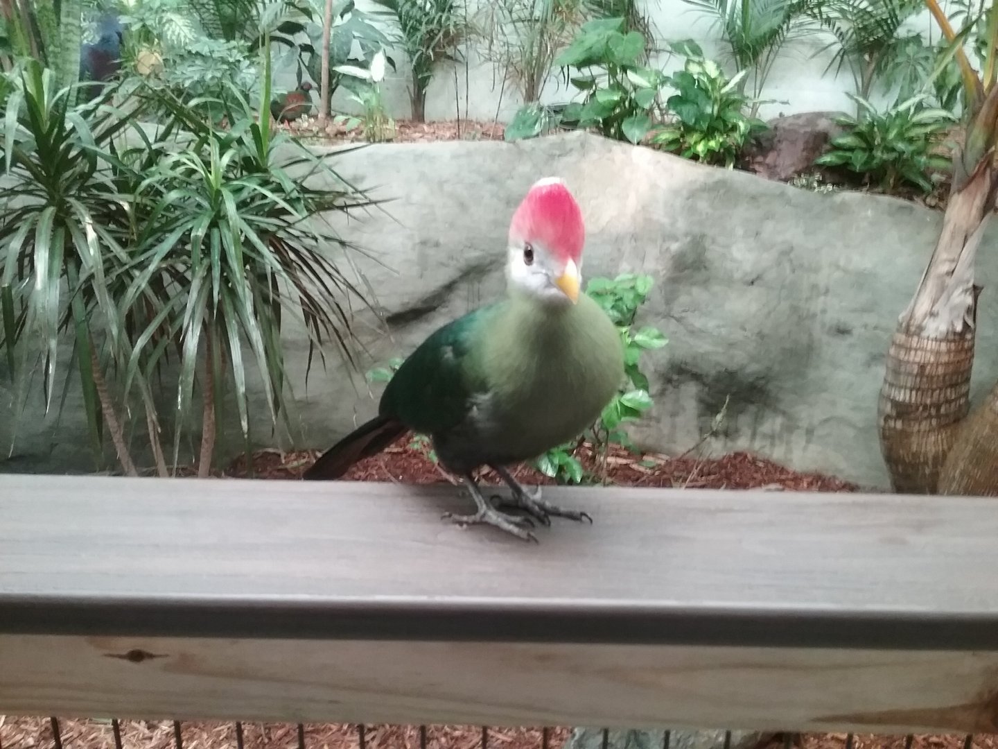 Red-crested turaco