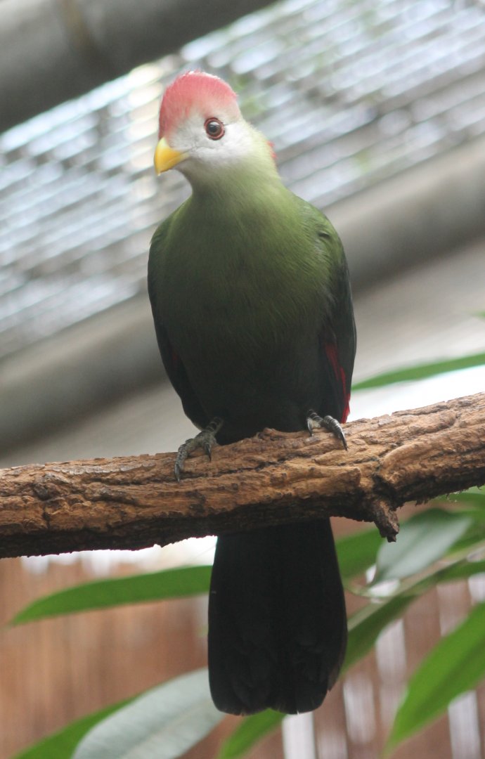 Red-crested turaco