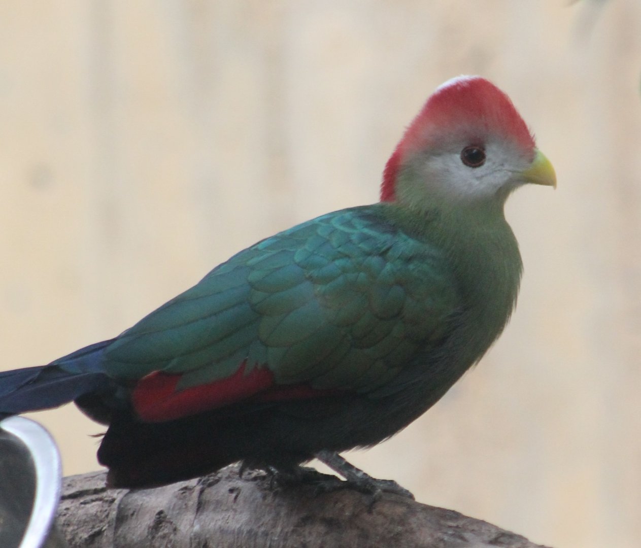 Red-crested turaco