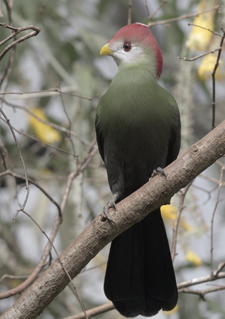 Red-crested turaco