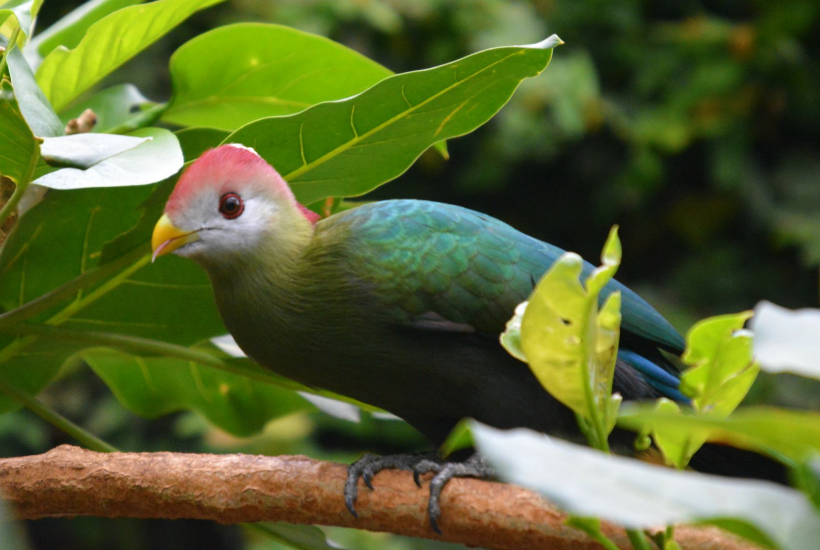 Red crested Turaco