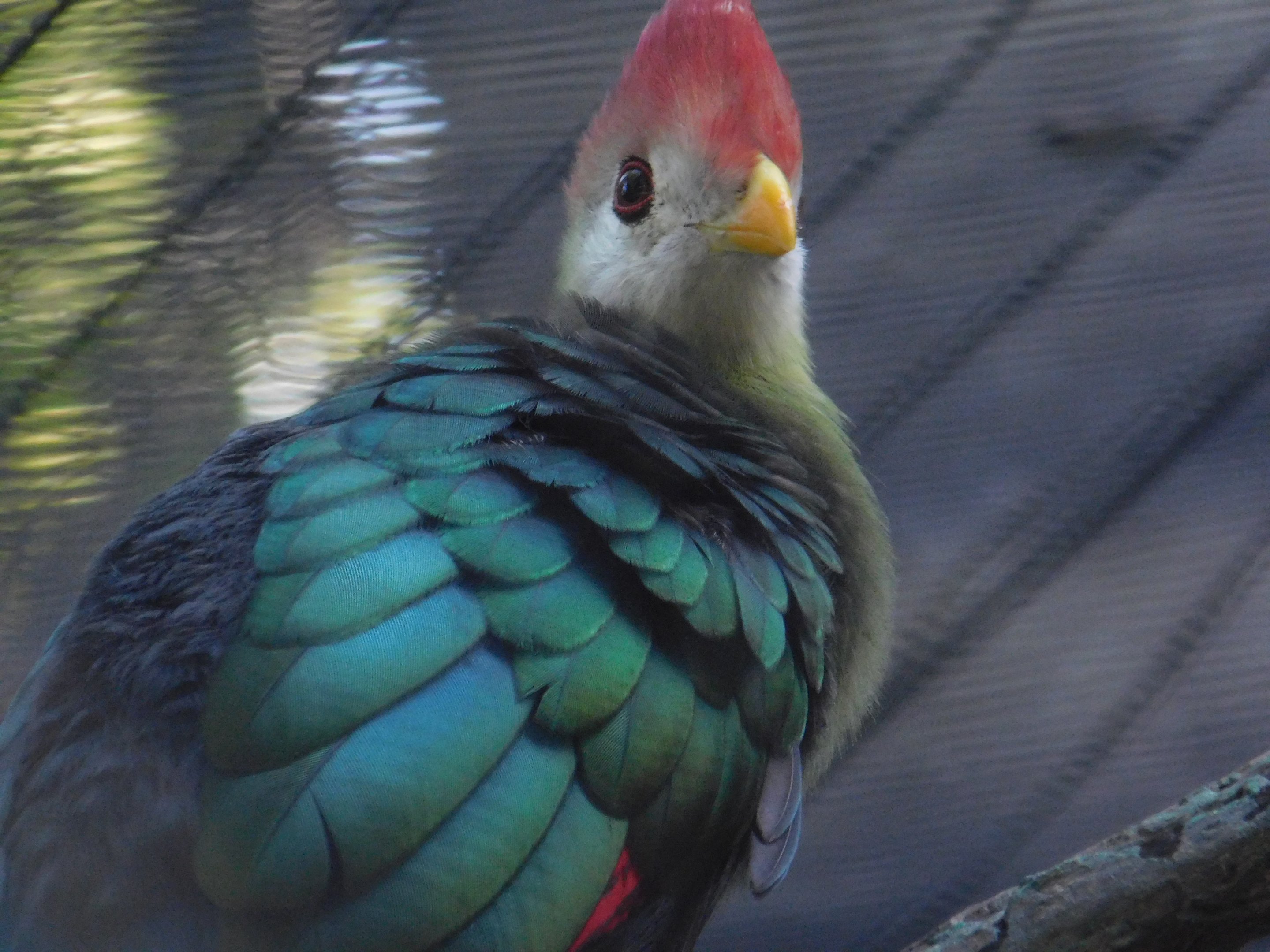 Red Crested Turaco