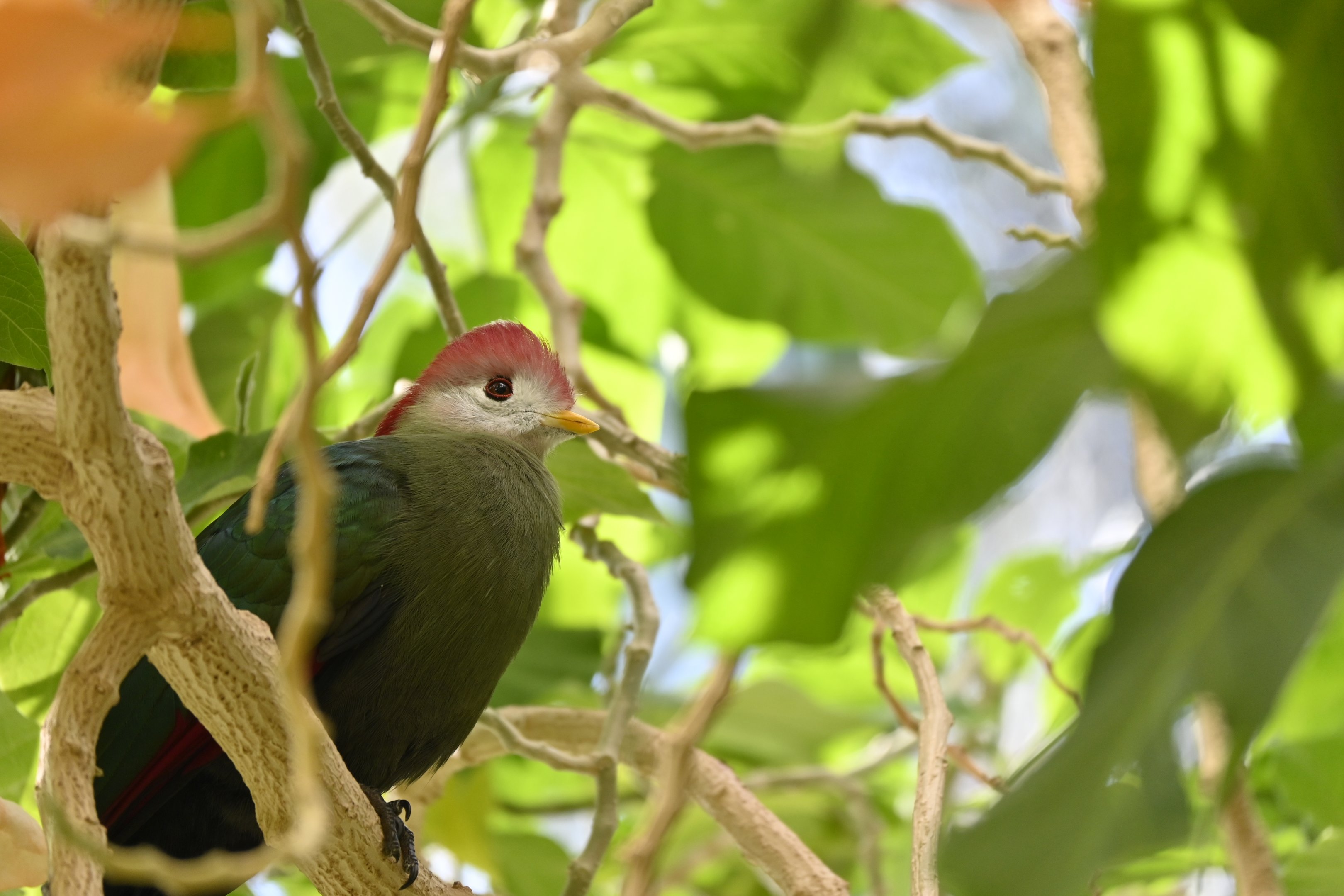 Red Crested Turaco