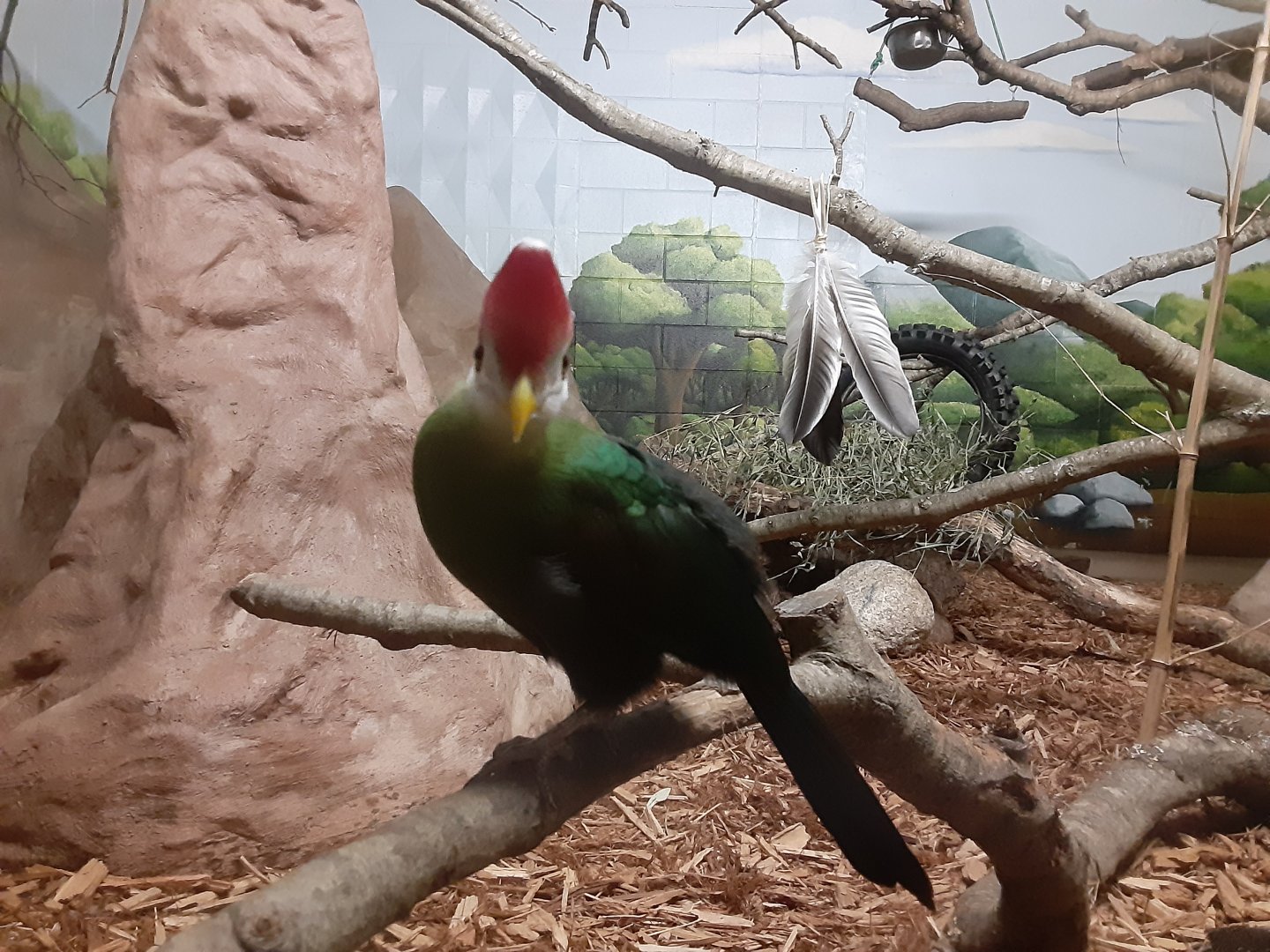 Red-crested Turaco