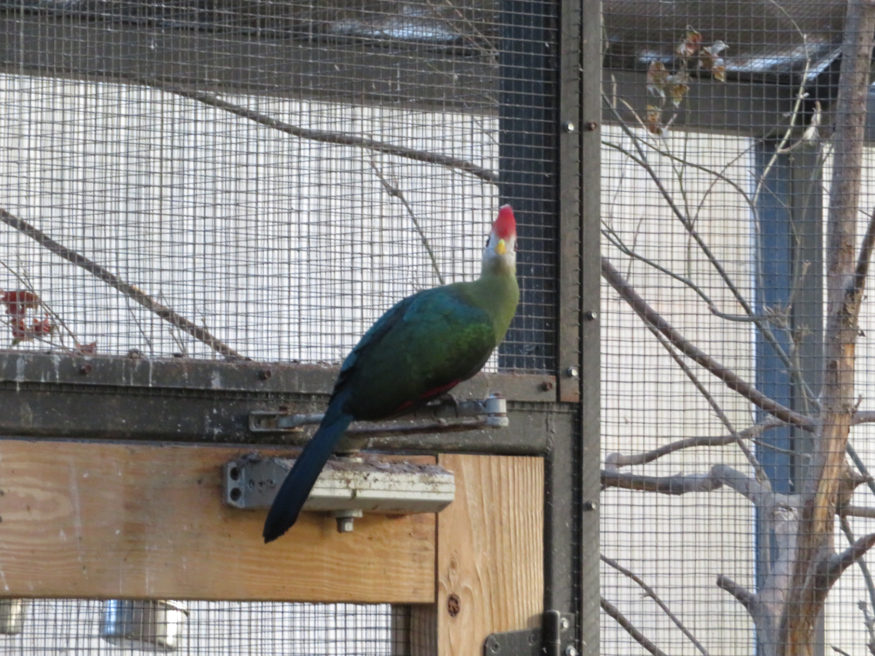 Red Crested Turaco