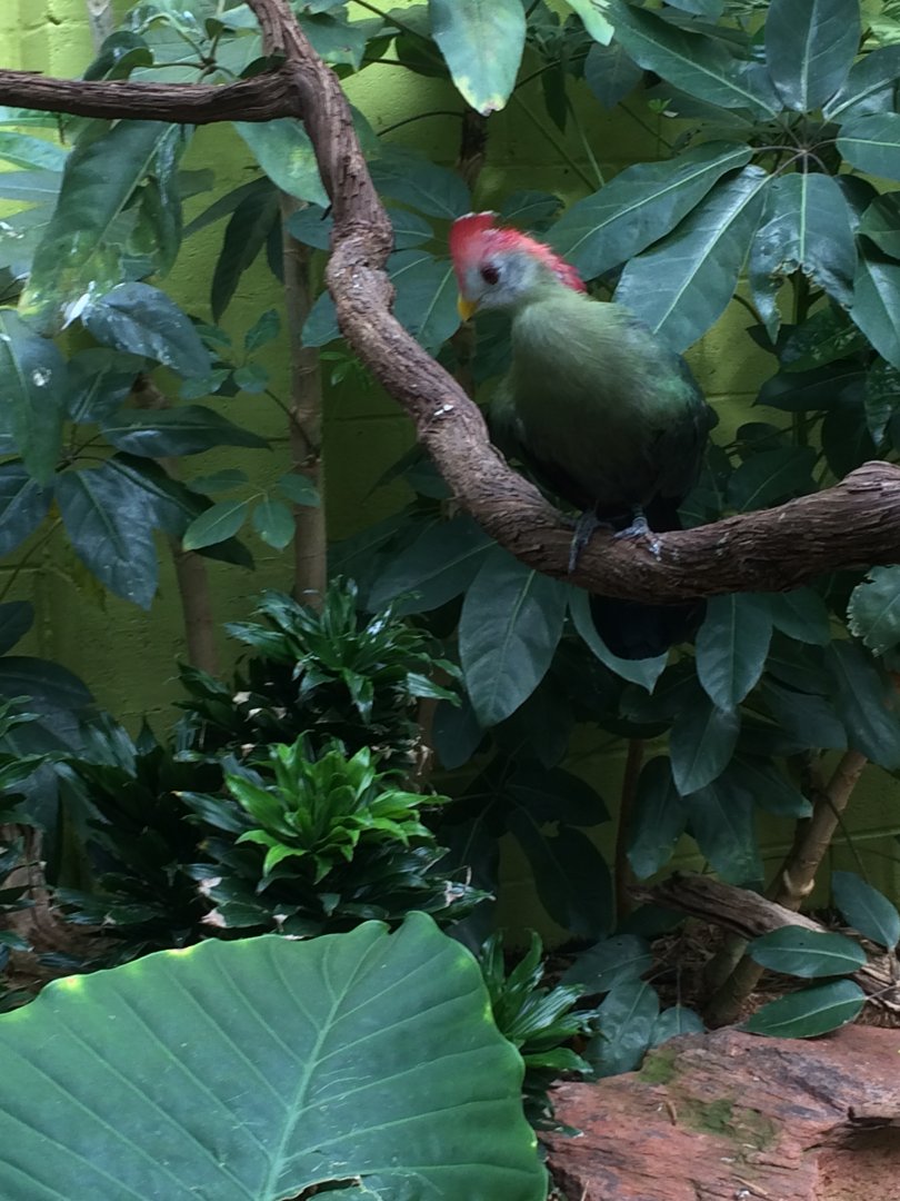 Red-crested Turaco