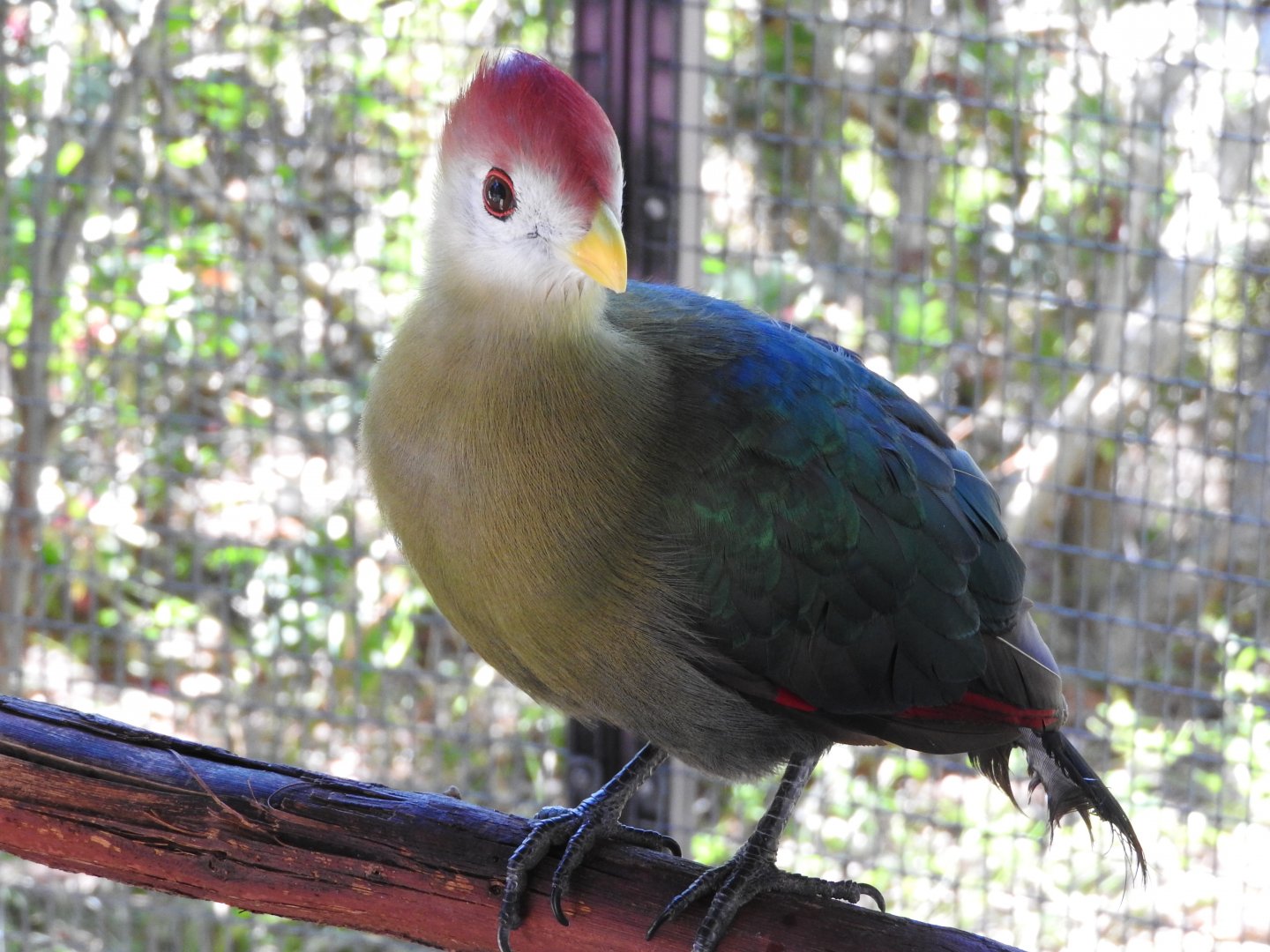 Red-crested Turaco