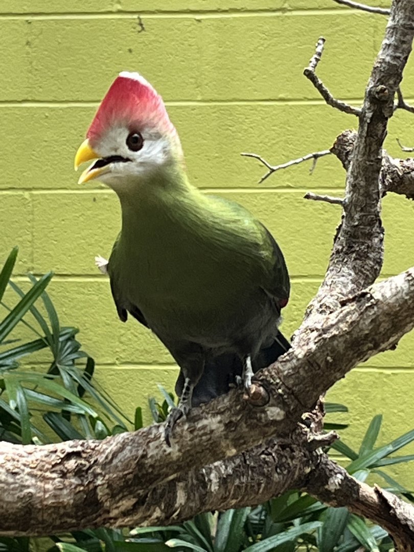 Red-crested Turaco