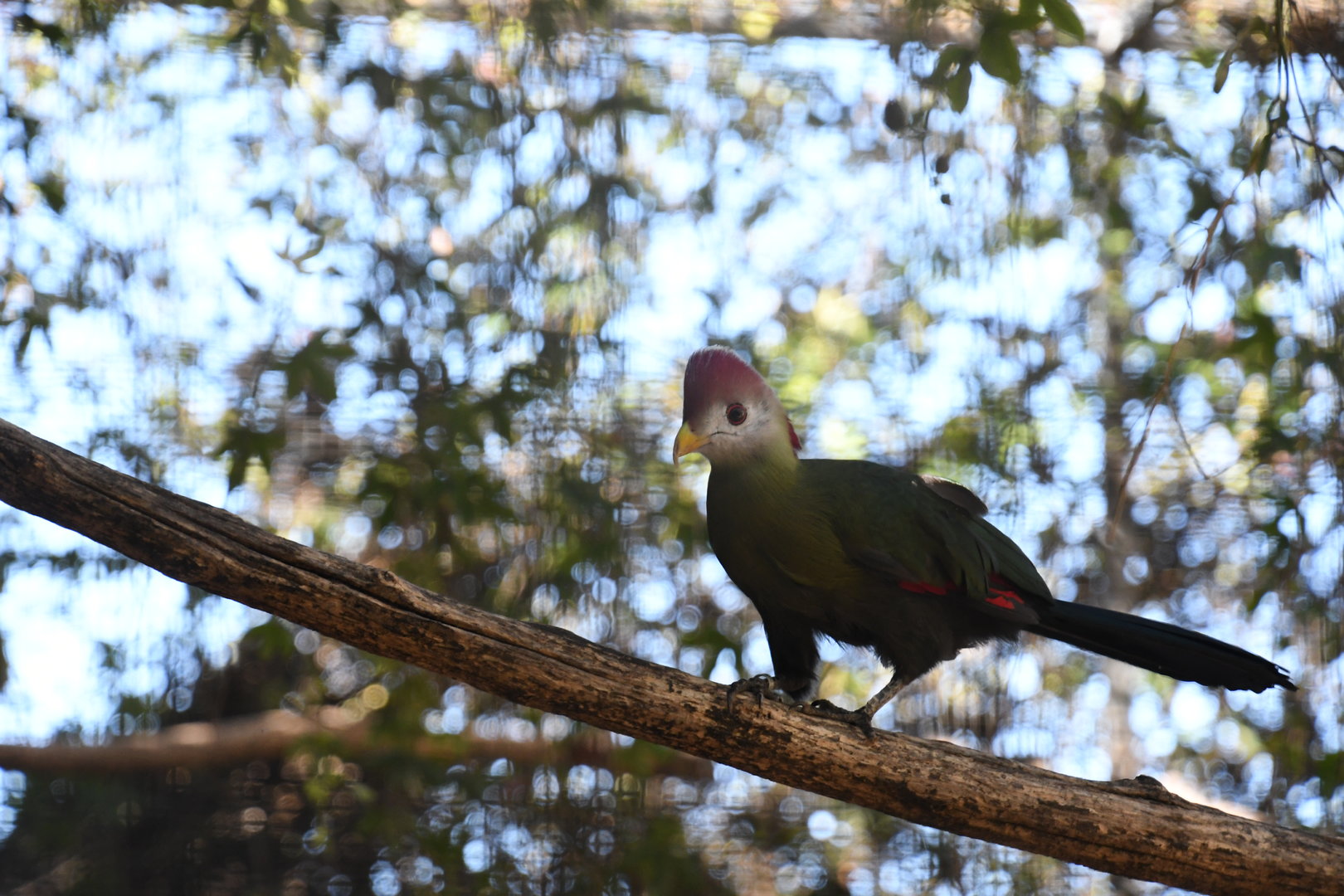 Red-crested Turaco