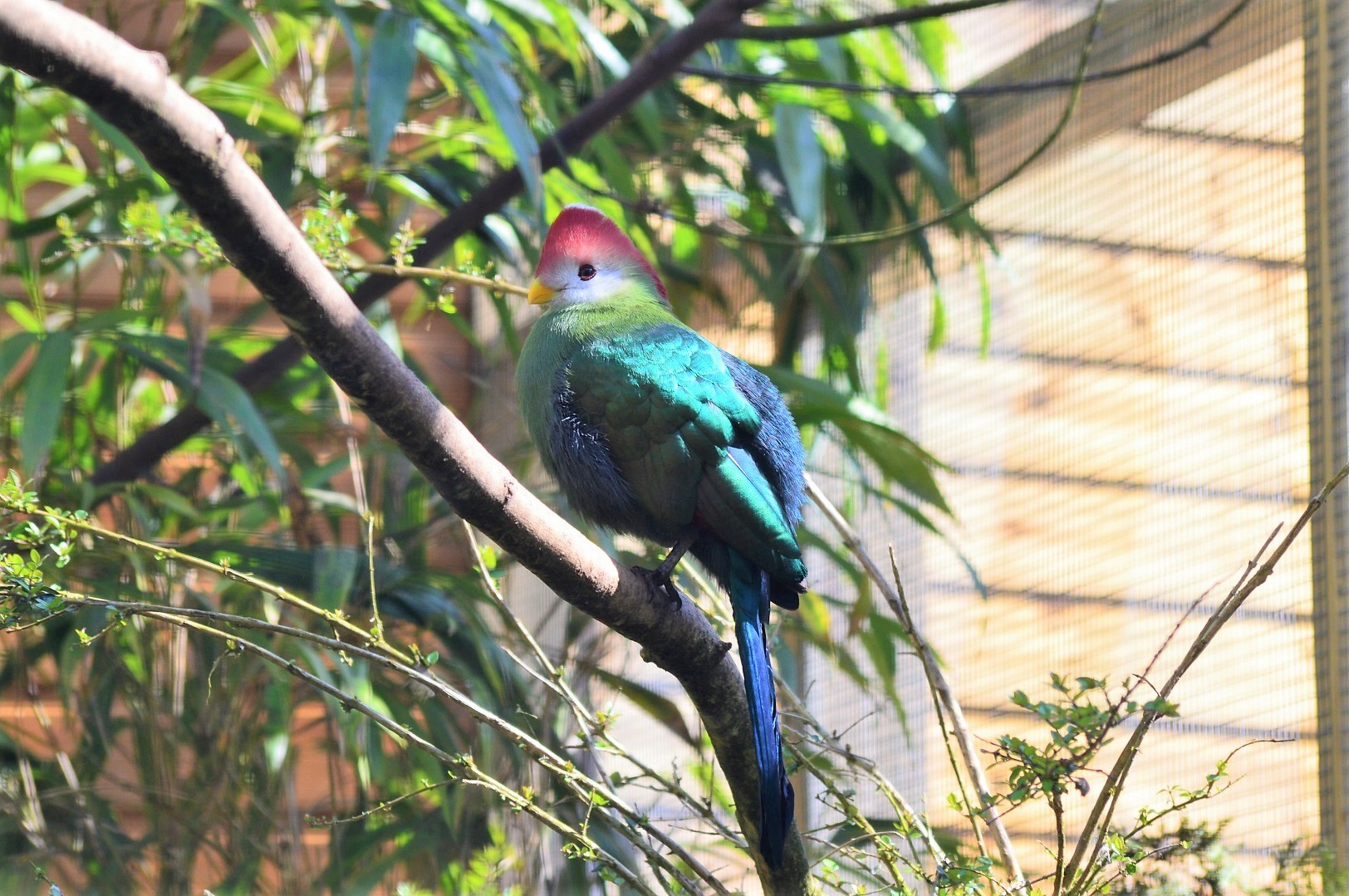 Red-crested turaco