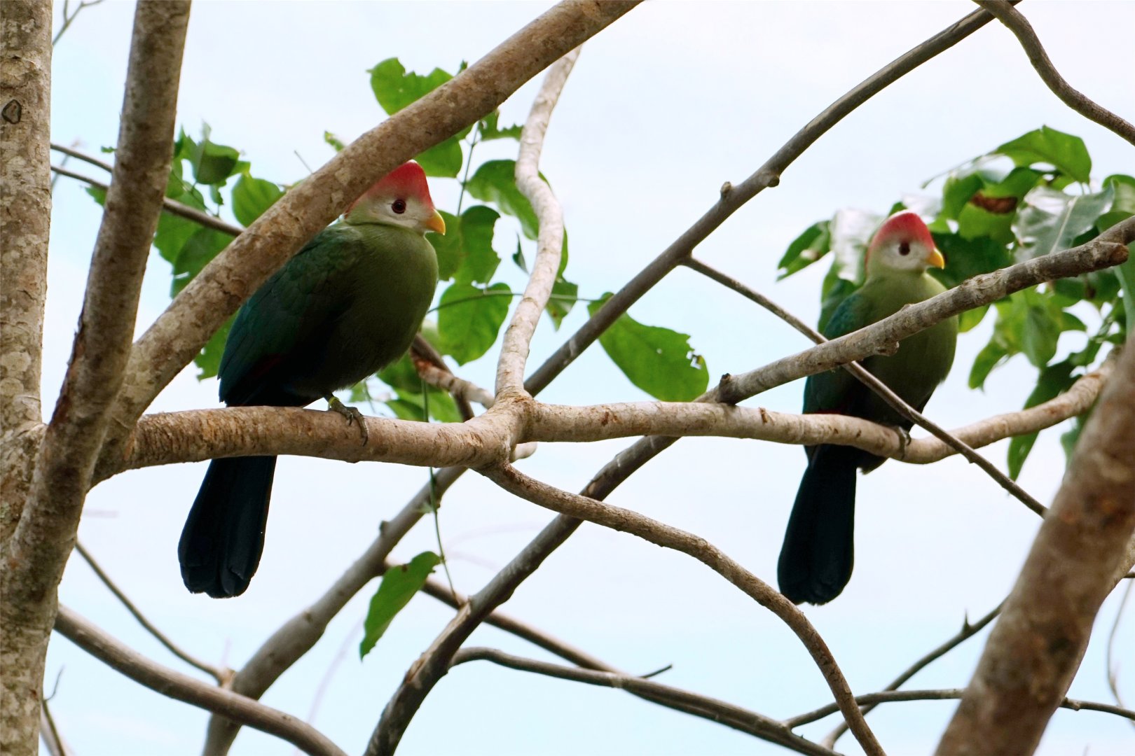 Red-crested Turaco