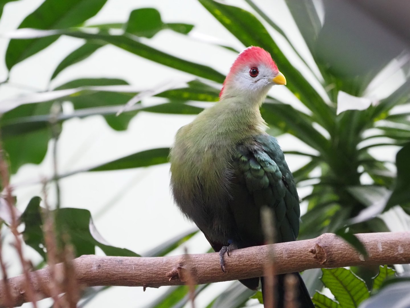 Red-Crested Turaco