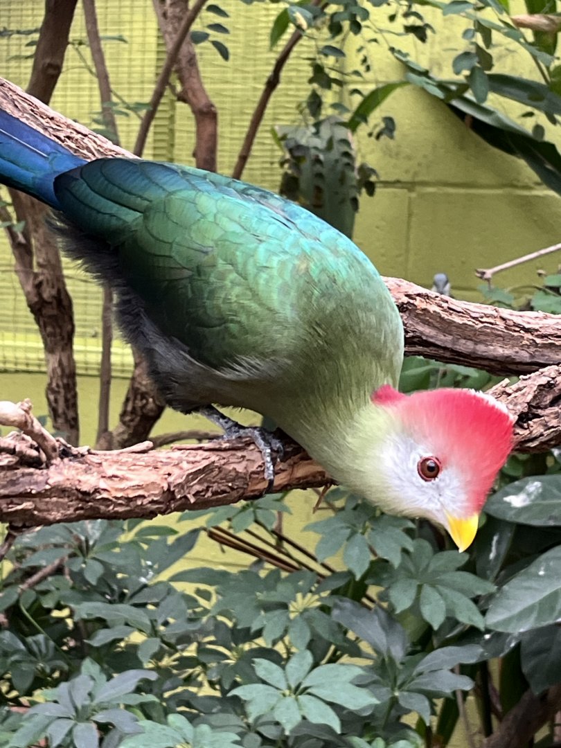 Red-crested Turaco