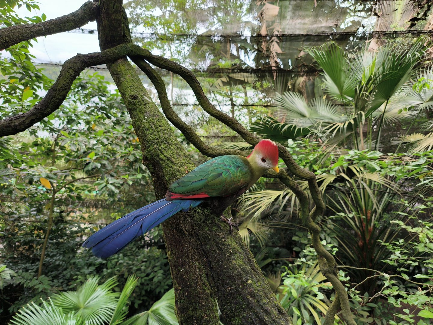 Red-Crested Turaco