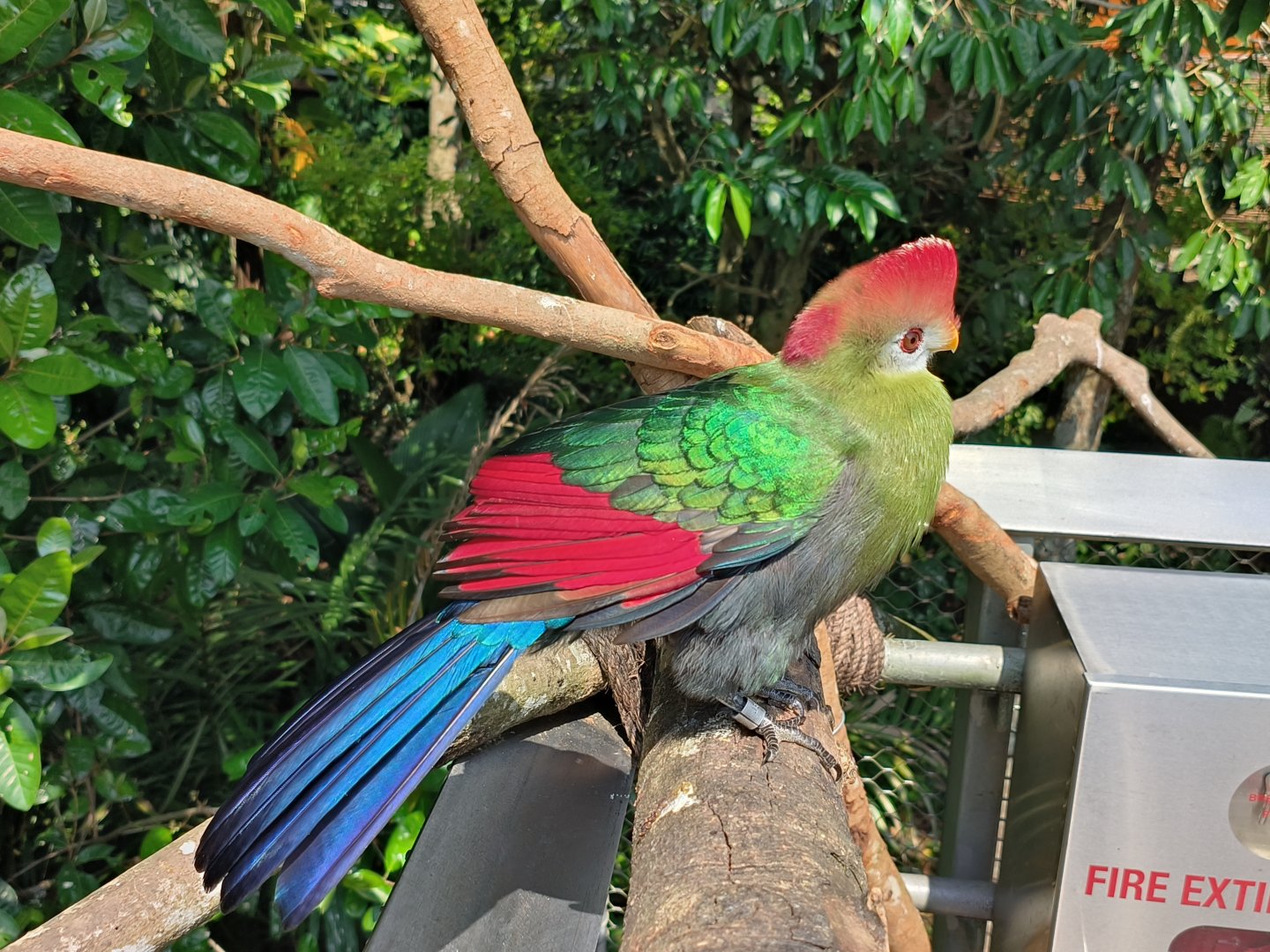 Red-Crested Turaco