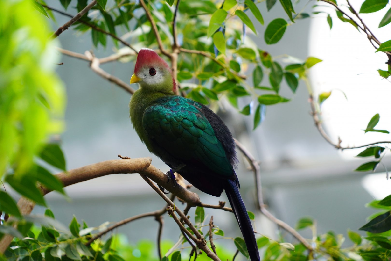 Red-crested turaco