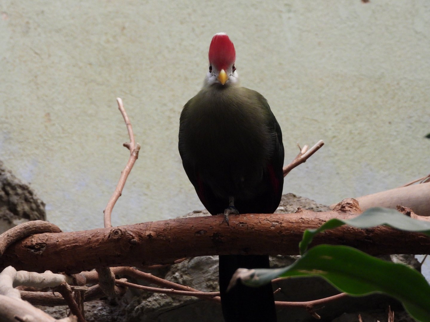 Red-crested turaco