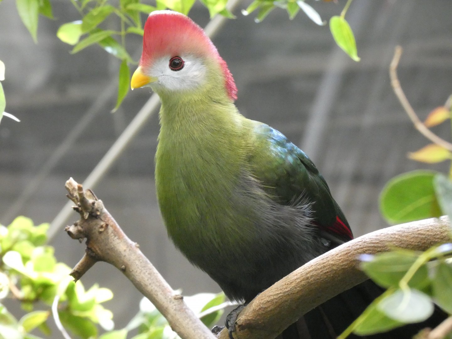 Red-crested turaco