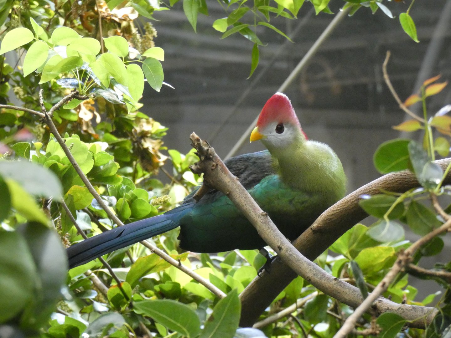 Red-crested turaco