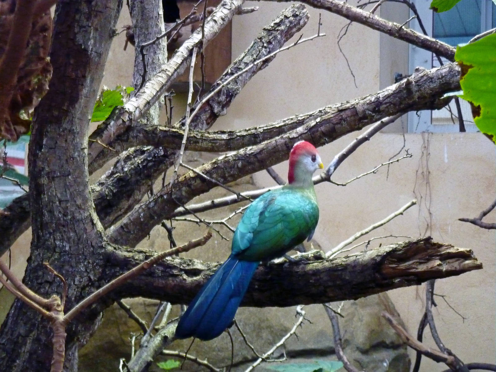 Red-crested turaco