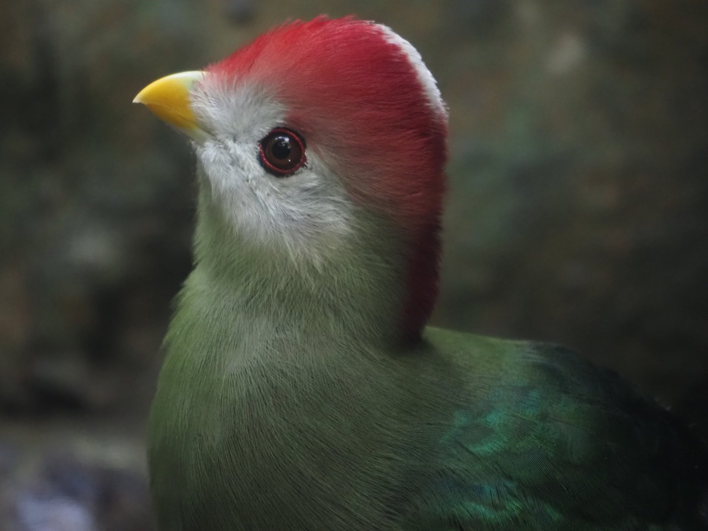 Red-Crested Turaco