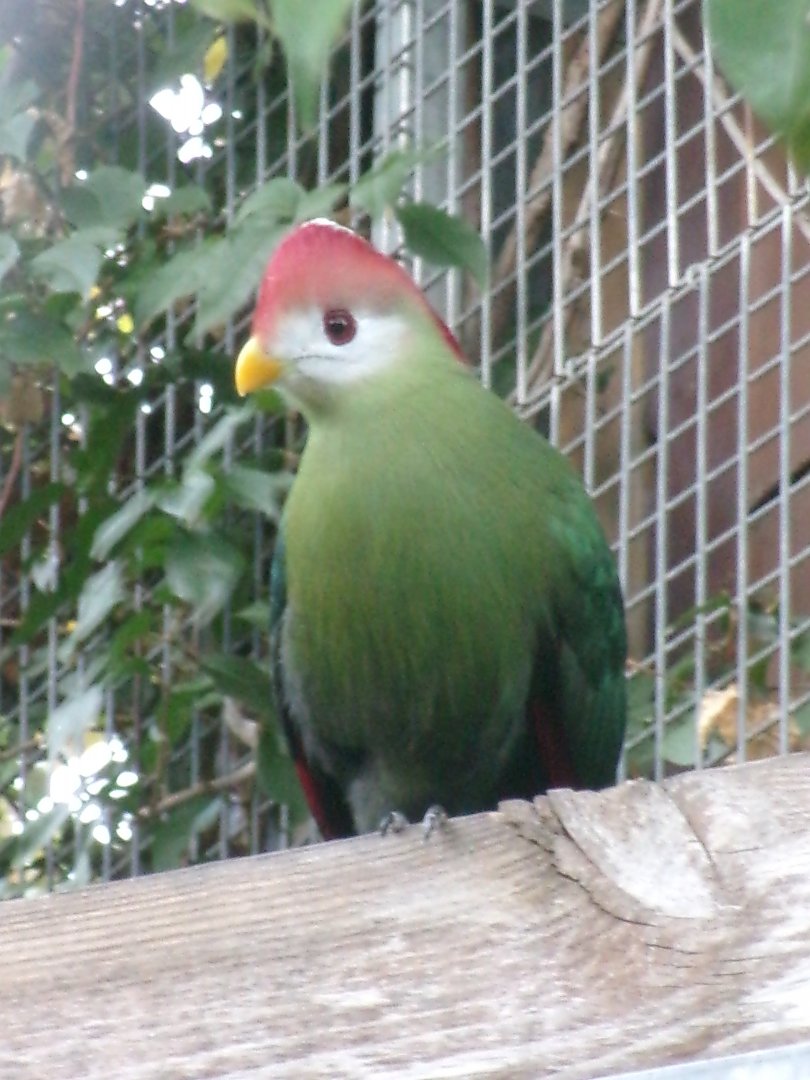 Red-crested turaco
