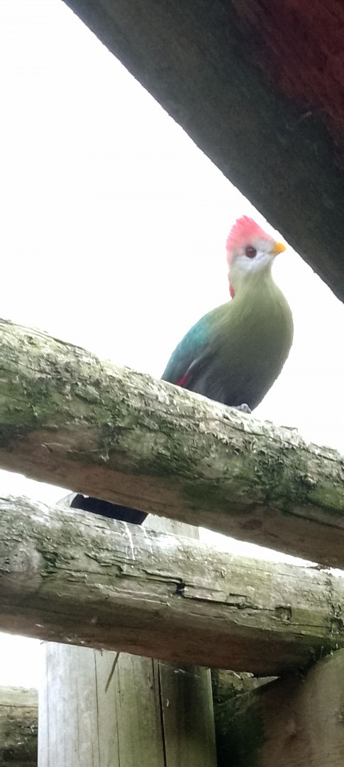 Red-crested turaco