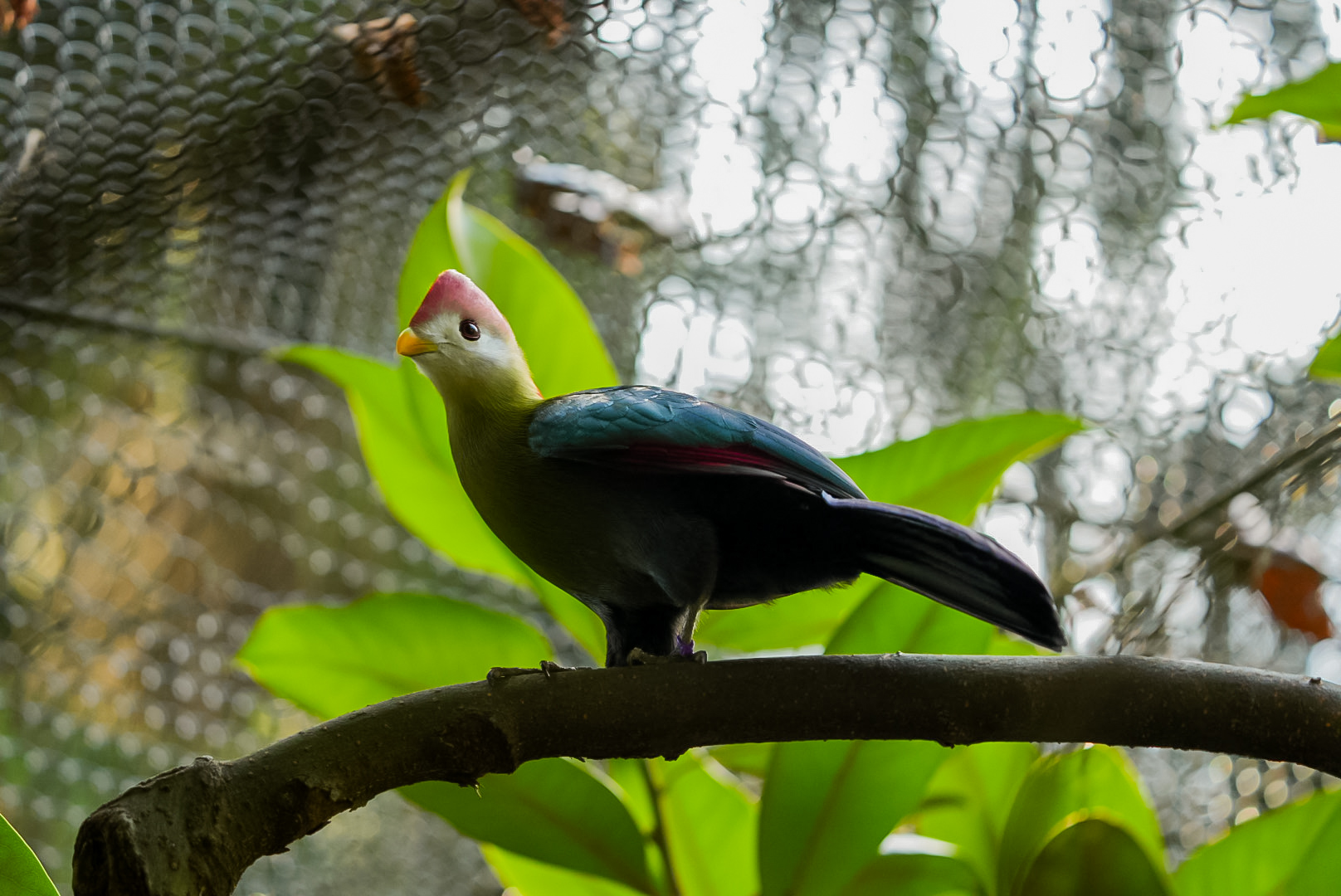 Red Crested Turaco