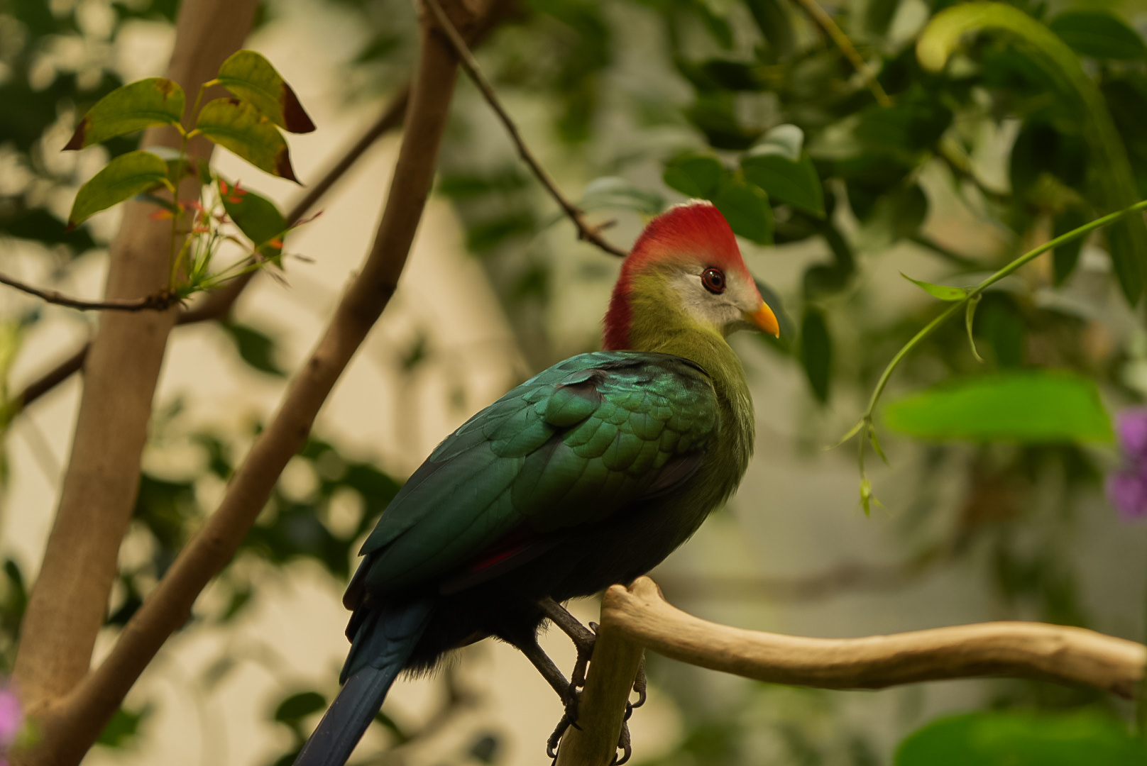 Red-Crested Turaco
