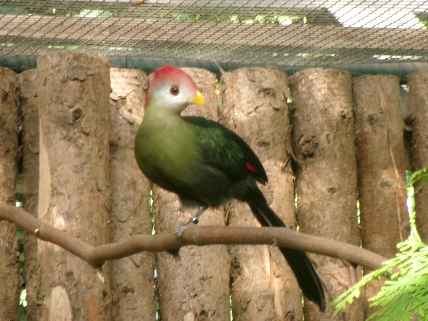 Red-crested turaco