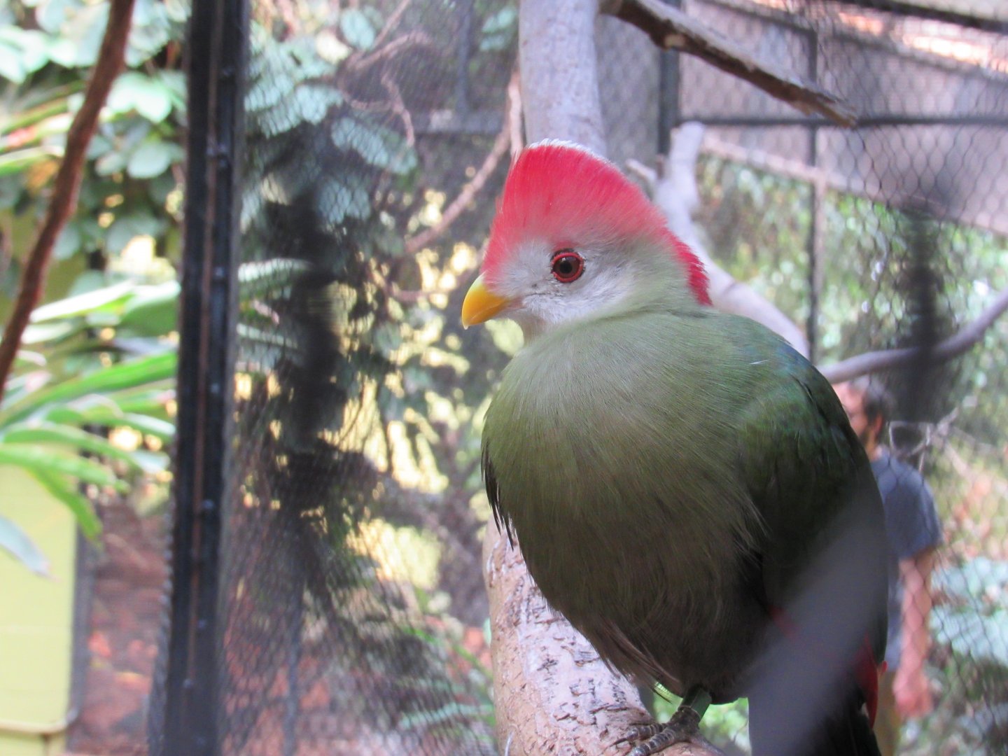 Red-crested Turaco