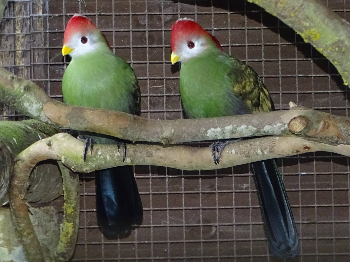 Red-crested Turacos, 30th October 2024