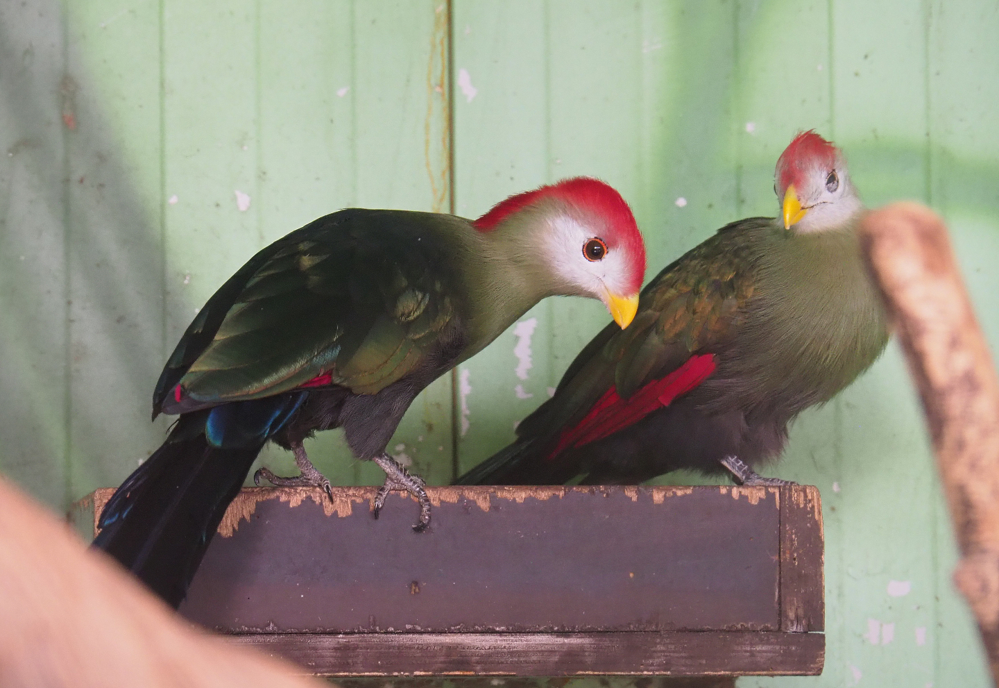 Red-crested turacos (Tauraco erythrolophus), 2019-08-04