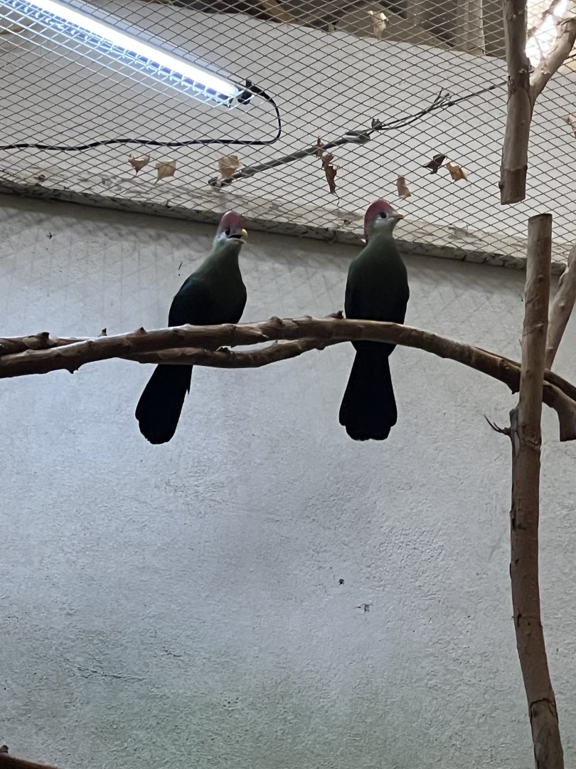 Red-Crested Turacos