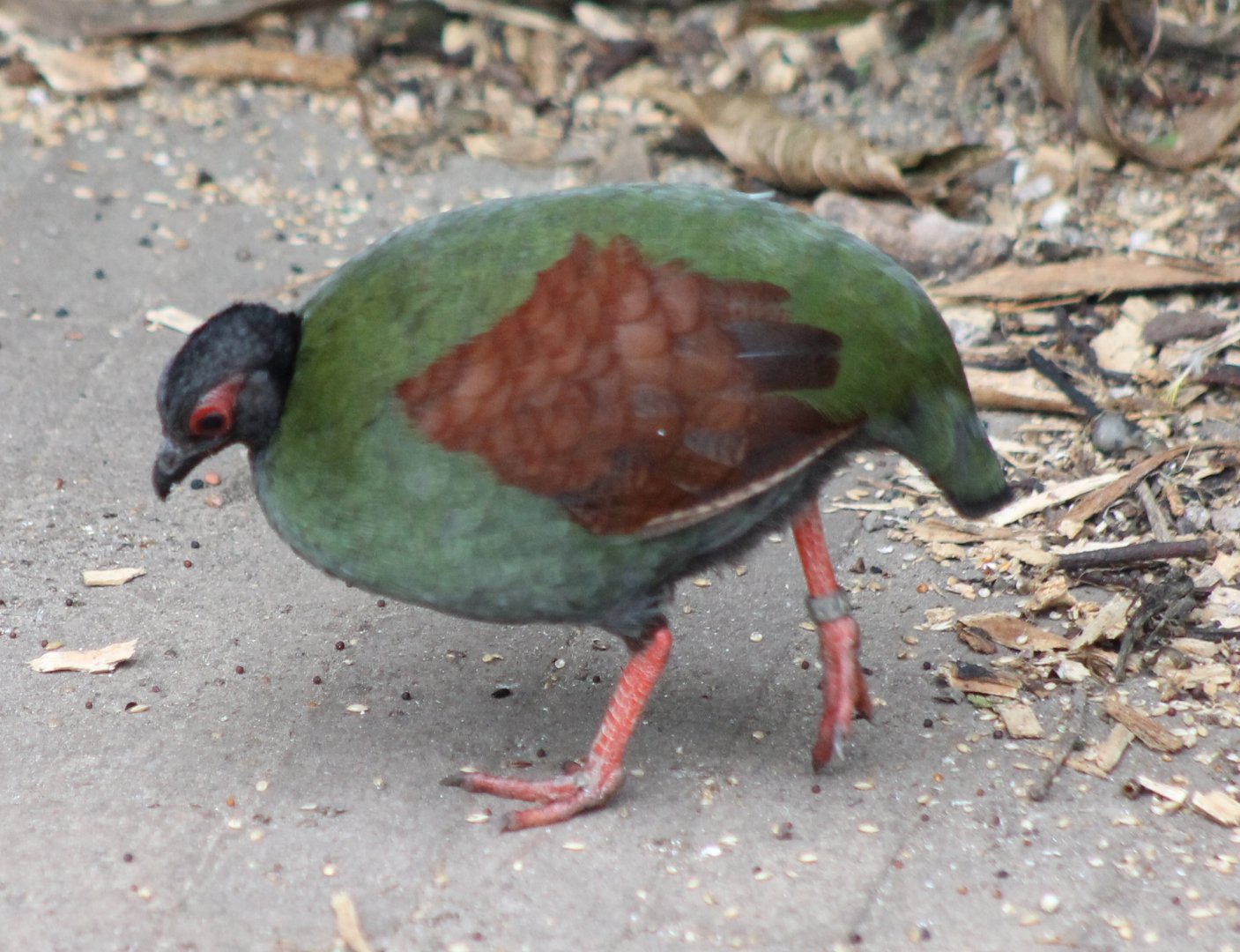 Red-crested wood-partridge - Female