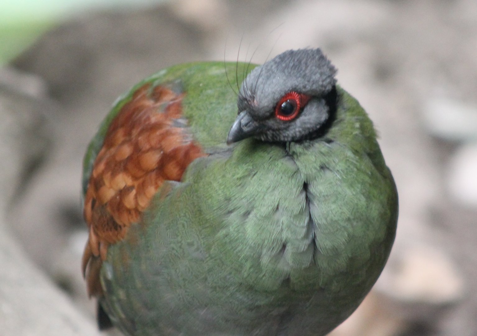 Red-crested wood-partridge - female