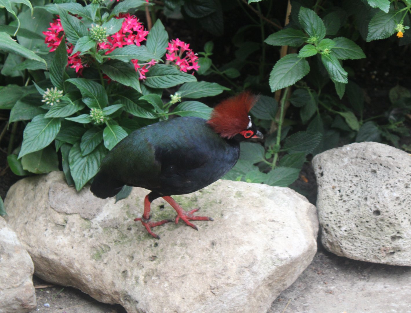 Red-crested wood-partridge - male