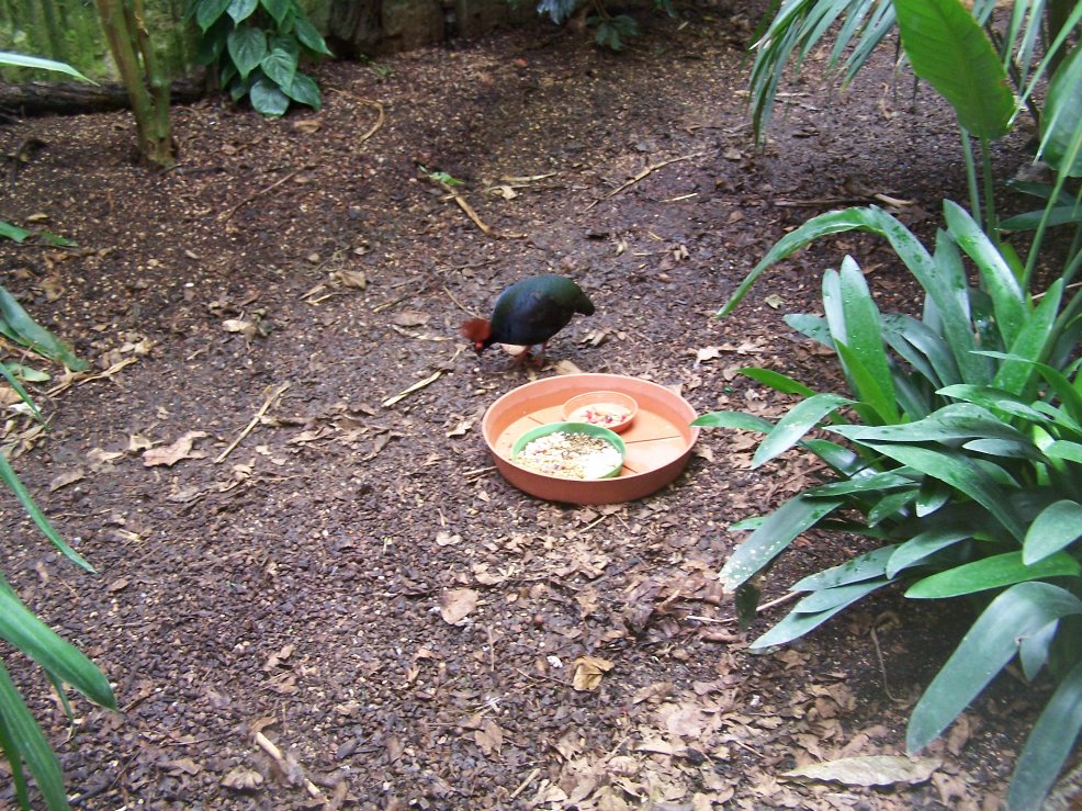 Red-crested Wood Partridge