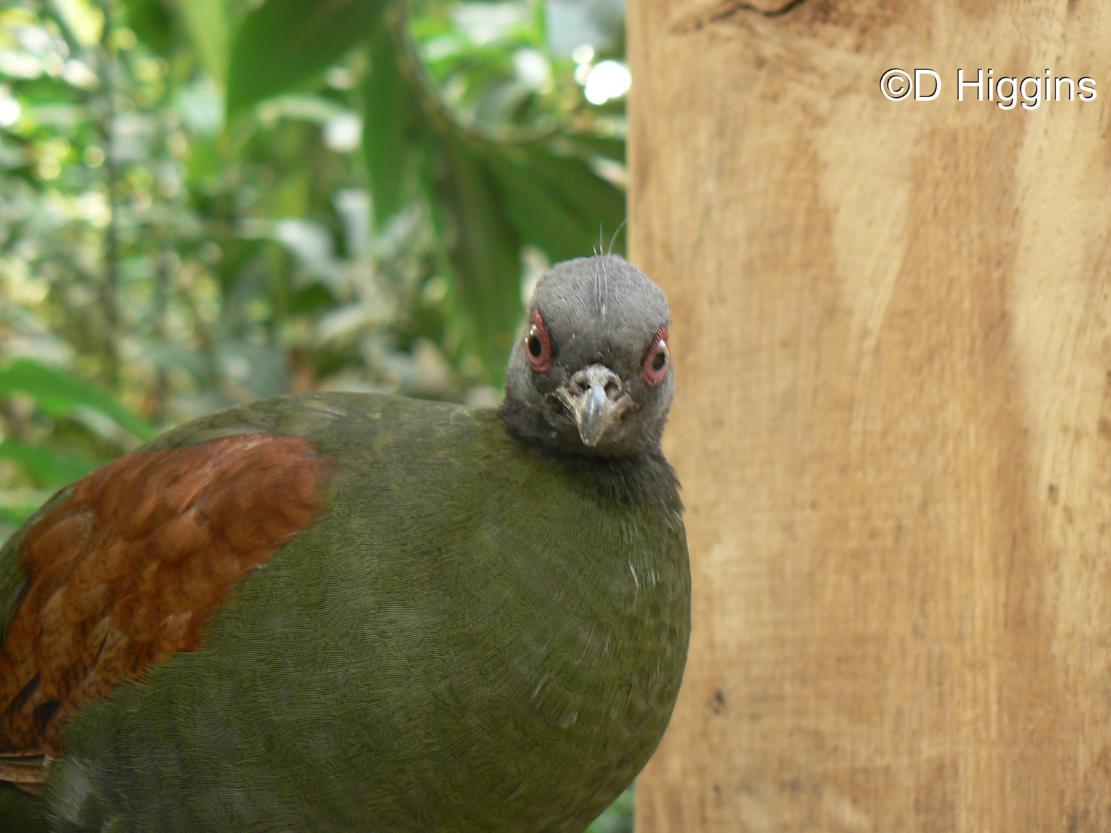Red-crested Wood Partridge