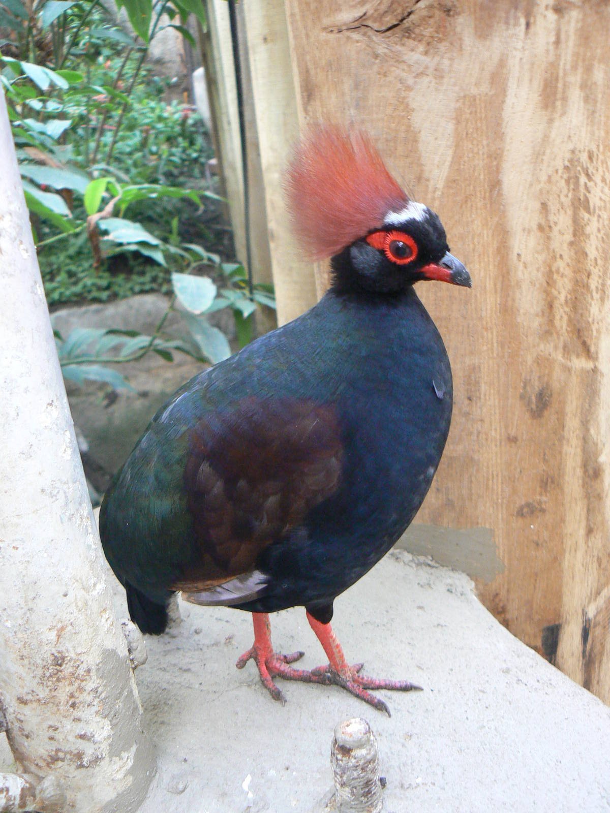 Red-crested Wood Partridge