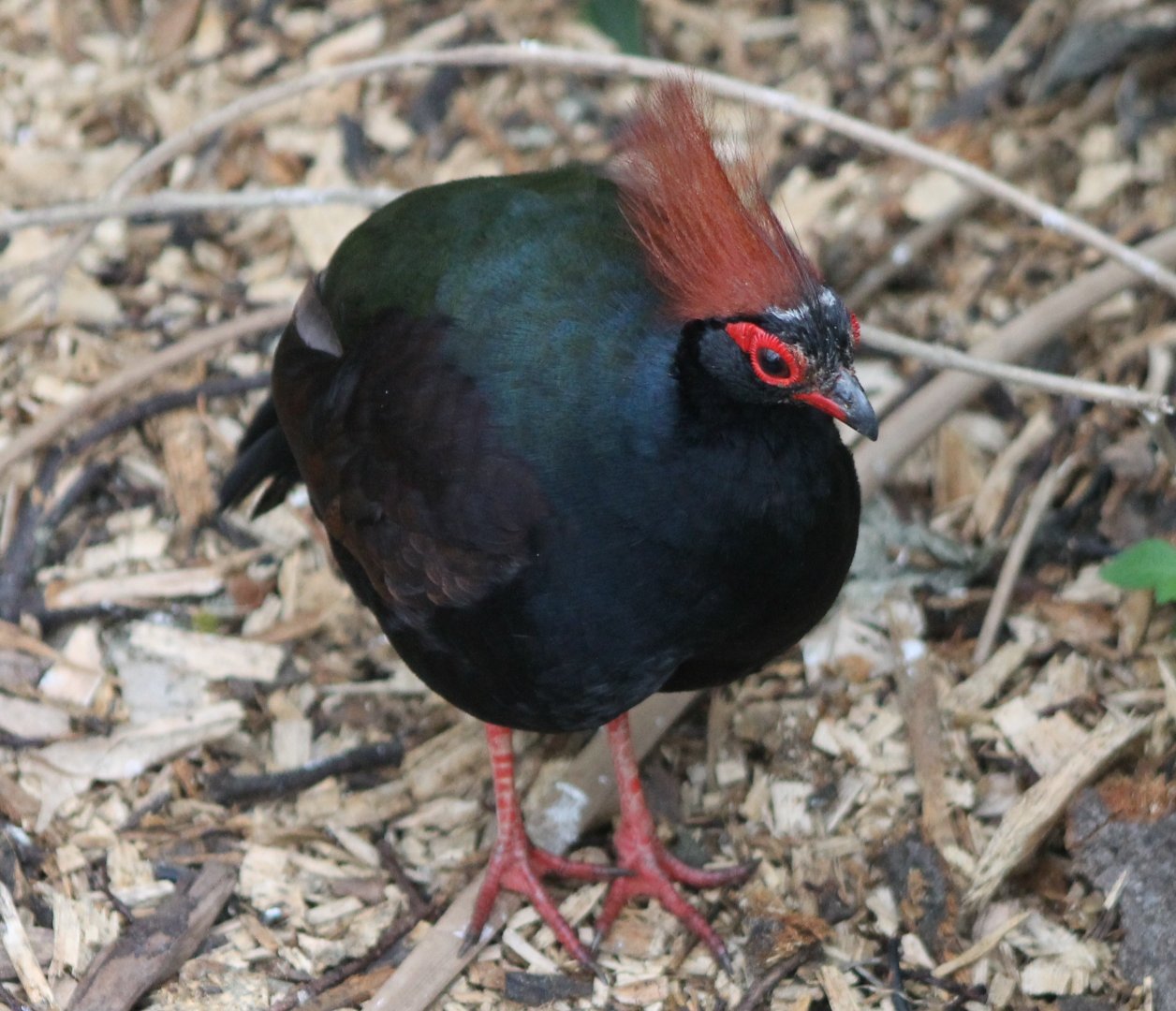 Red-crested wood partridge